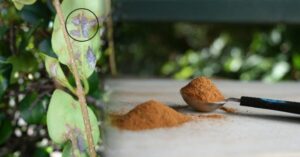 2 postrekovacie listy - a sadenice sa zmení na zdravý les: za 7 dní budú výhonky dvakrát viac silné.