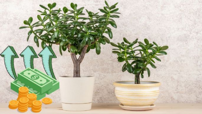 Jadeit Wood: Ako ich aktivovať v máji, aby prilákal peniaze feng-shui