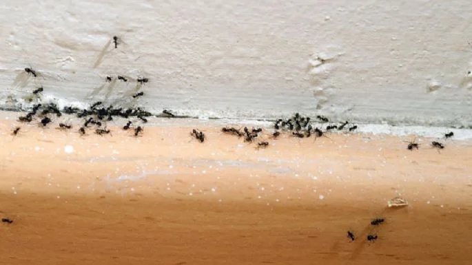Ak máte doma veľa mravcov, budete prekvapení, čo vám hovorí Feng Shui o energiách.