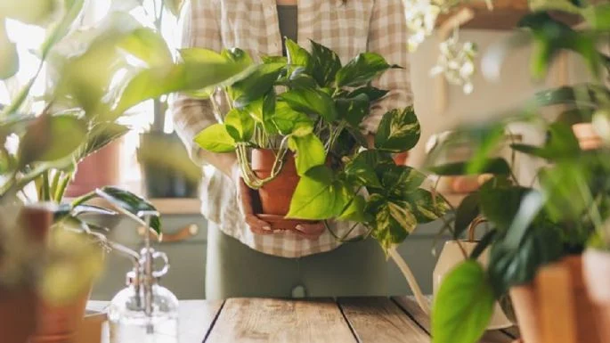 Energiu vášho domu je možné ohroziť: 3 rastliny, ktoré podľa Feng Shui nie je vhodné mať interiér