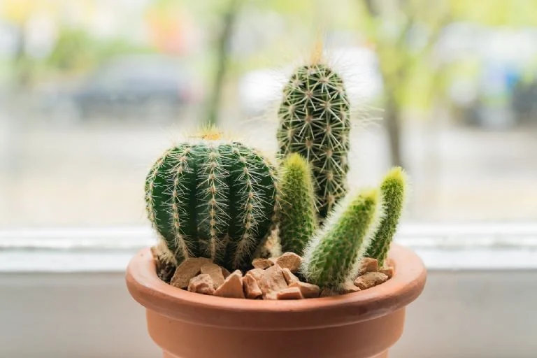 Toto je miesto v dome, kde by ste mali umiestniť kaktus, aby vám priniesol šťastie; Podľa feng-shui