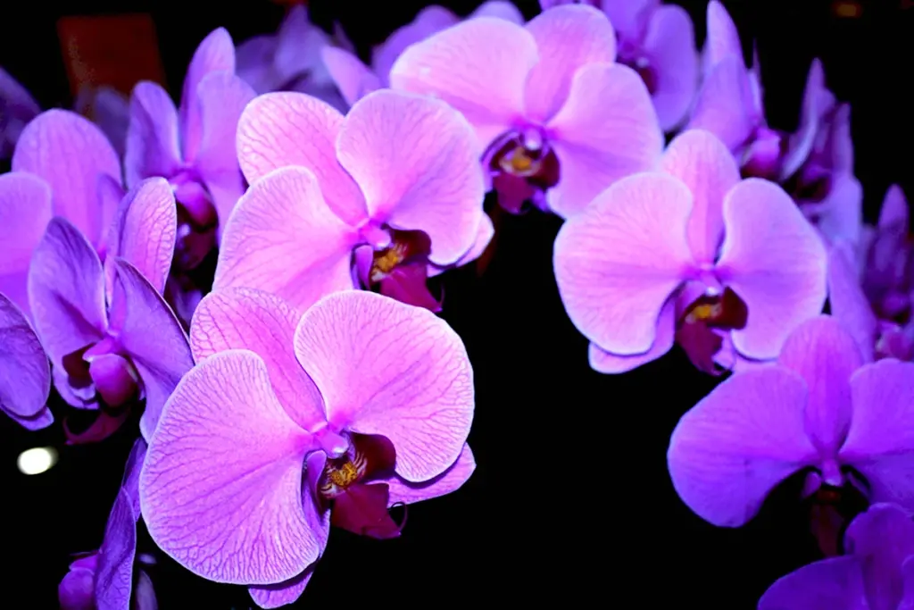 Nalejte pol čajovej lyžičky do kvetináča s orchideou a rastlina opäť zakvitne.