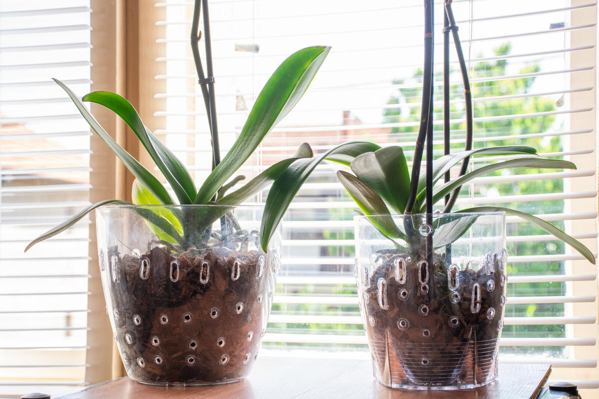 Vaša orchidea už nekvitne? Tu je trik, ktorý jej pomôže opäť kvitnúť.