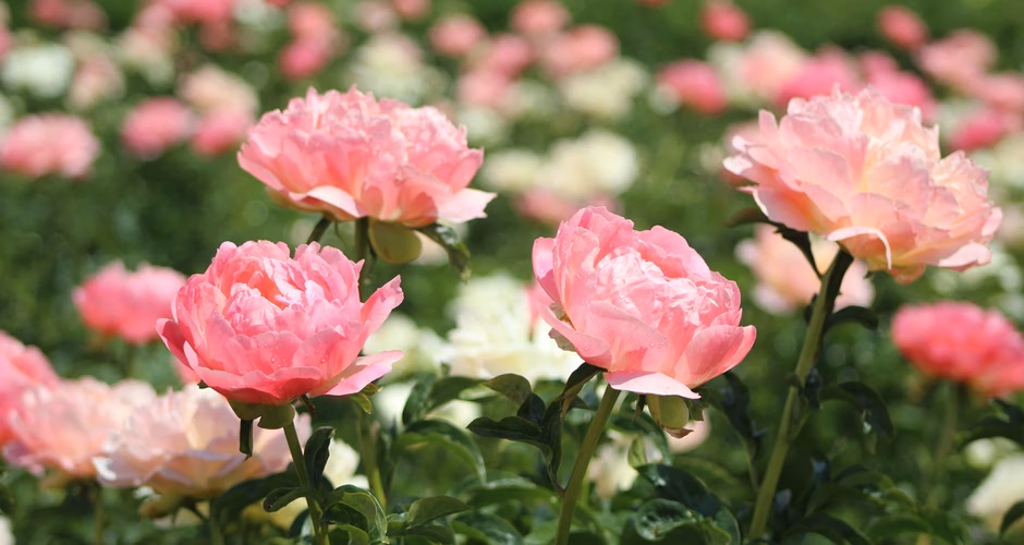 Rozliate sa okolo peony. Odmení vás bohatým kvitnutím.