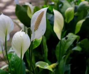 Čo môžem urobiť, aby kvitol SpathiPhyllum? Nalejte ho do hrnca a premiešajte s pôdou. Budete mať kvety ako Angel Wings.