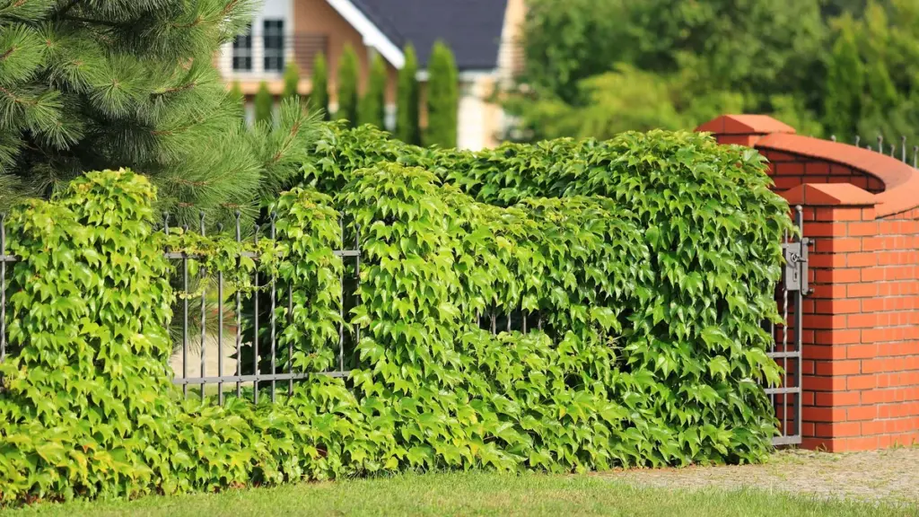Grapevine na plote môže spôsobiť problémy susedom