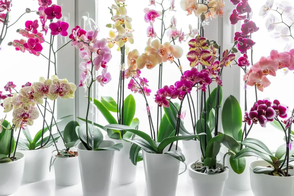 Orchidy kvitnú lepšie s ďalším liekom z kuchyne