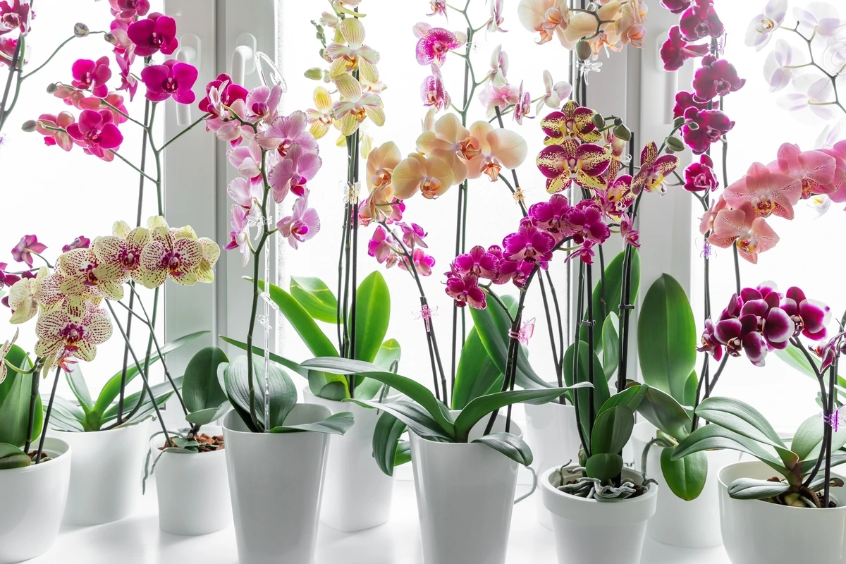 Vaša orchidea už nekvitne? Tu je trik, ktorý jej pomôže opäť kvitnúť.