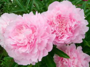 Gardener Trik: Domáci liek spôsobuje, že pivonky rastú viac sviežej