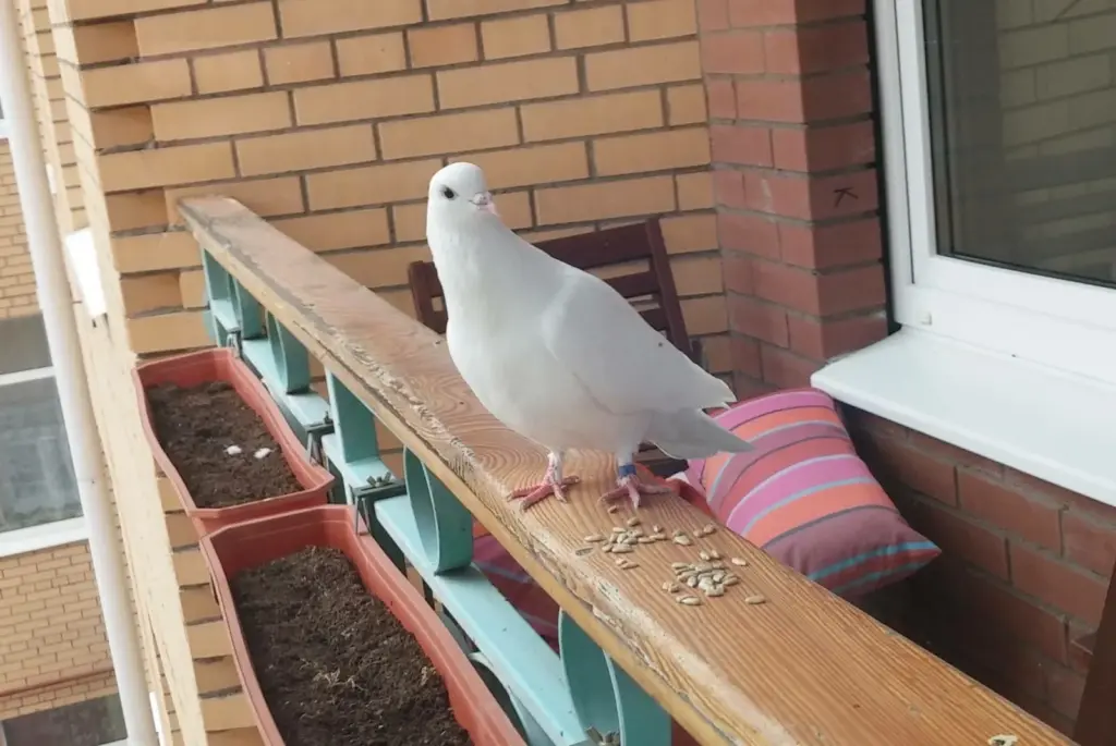 Ako bojovať proti holubom hniezd na balkóne - odborné rady