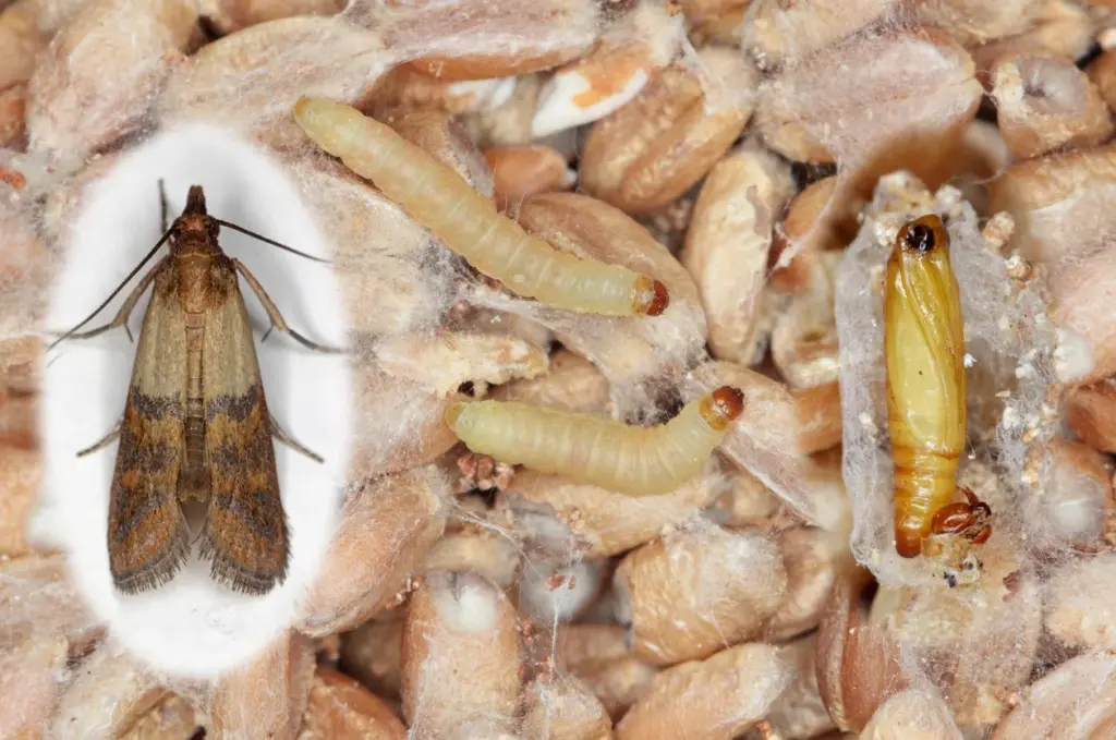 Práve tu je Moth Food Moth najčastejšie skrytý. Skontrolujte to a zbavte sa ich skôr, ako bude neskoro.