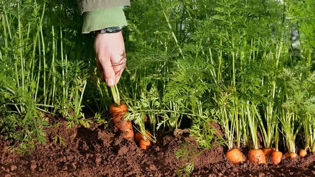 Teraz mrkva vždy príde čoskoro: môj starý otec mi povedal, ako trikrát zvýšiť úrodu