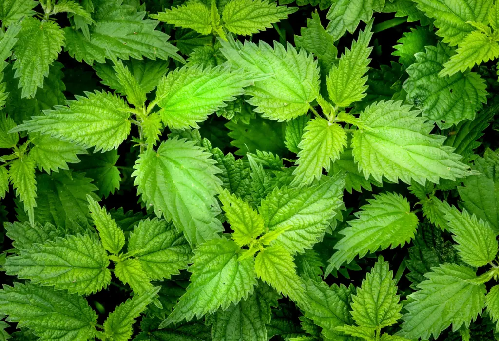 V záhrade ničíme tieto malé kvety ako burinu. Nevieme, aké cenné a chutné.