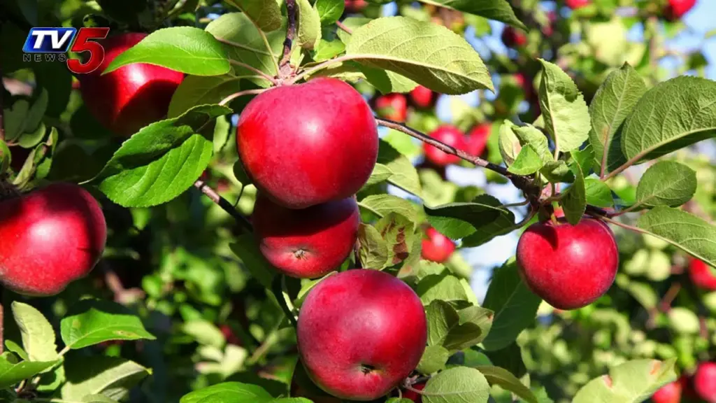 Aplikácia v máji - prvá práca: 3 kroky k rekordnej úrode veľkých a sladkých jabĺk
