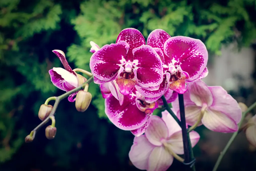 Orchidy kvitnú lepšie s ďalším liekom z kuchyne