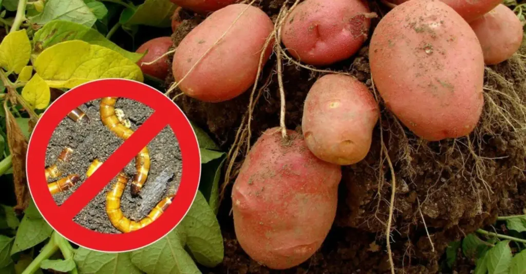 Stavím sa, že táto kvetina pozdĺž postelí - a drôt má 