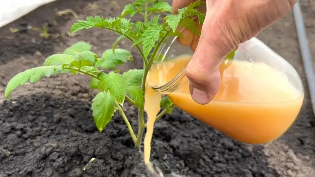 Deň pred výsadbou paradajok - bezpodmienečne: 200 ml do diery - a Bush, ktorý žijeme po 15 kg
