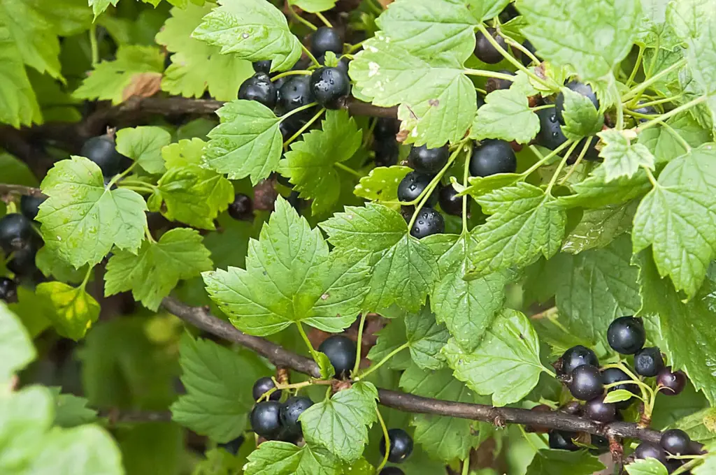 Najlepšie, čo môžete počas kvitnutia vodovodom - z veľkých bobúľ na vetvách 