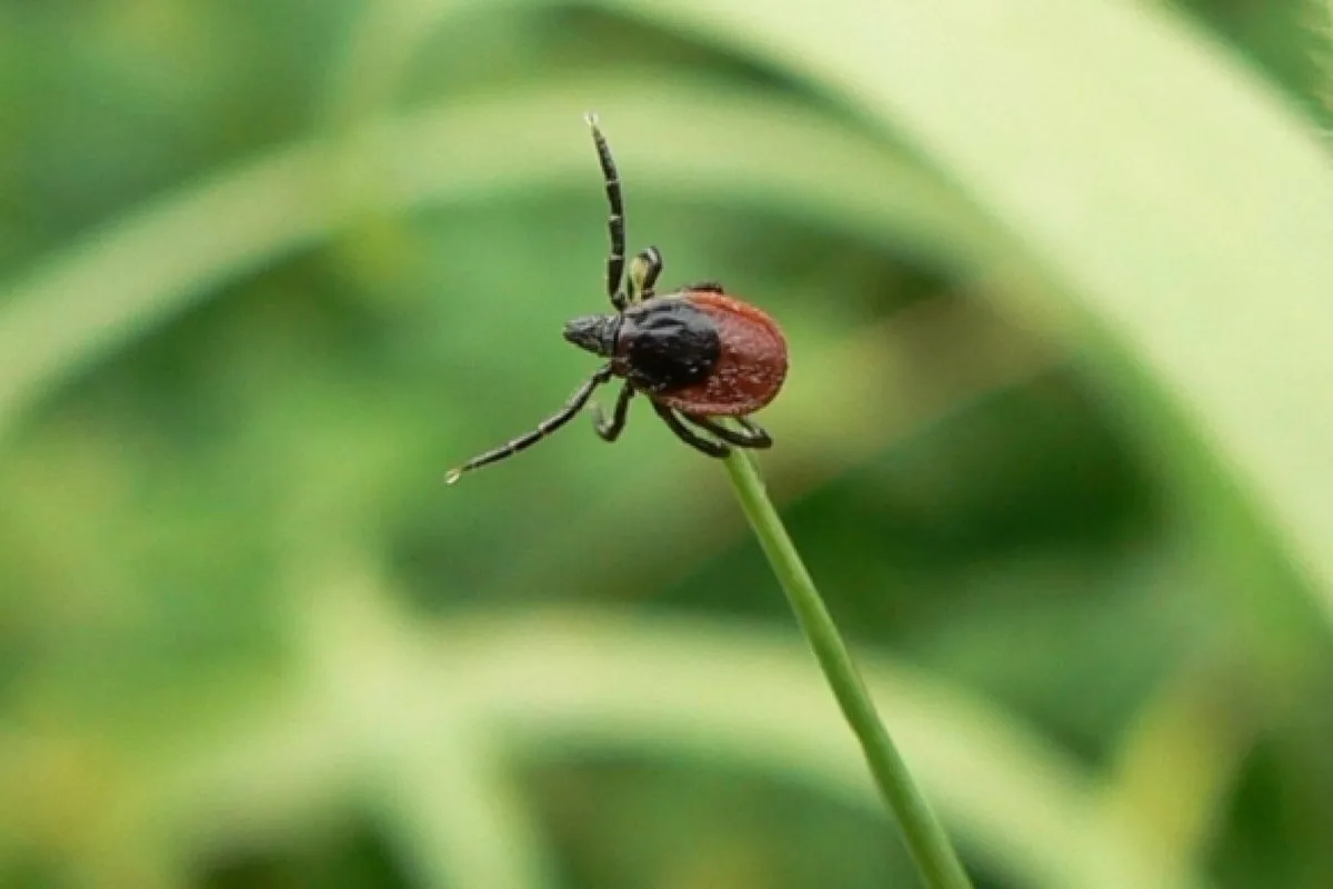 Žiadny ocot, žiadne insekticídy: toto je spoľahlivý spôsob, ako sa nadobro zbaviť roztočov vo vašej záhrade.