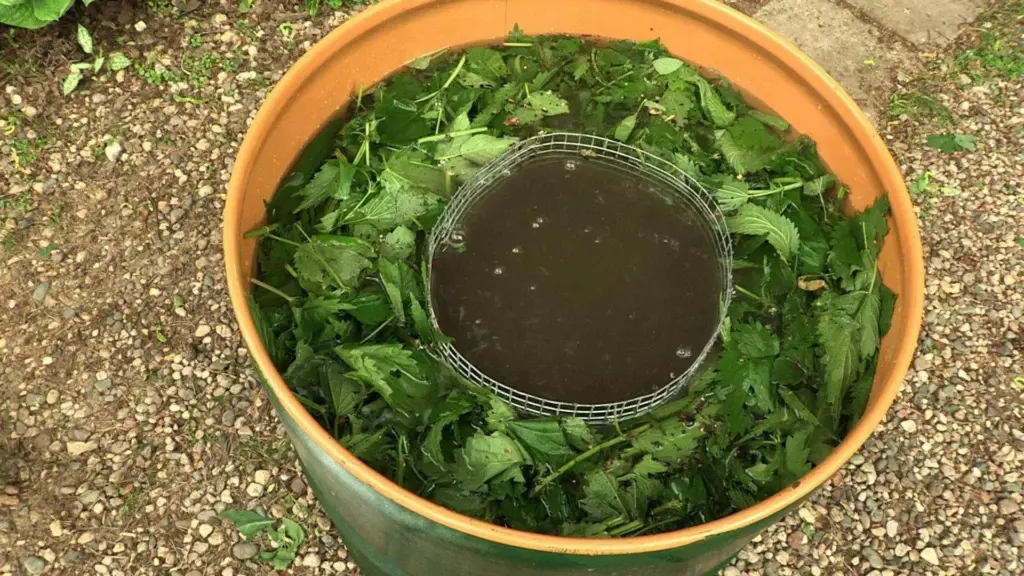 Moja babička s týmto roztokom vždy vodí paradajky. Kríky sa ohýbajú pod váhou obrovského a šťavnatého ovocia.