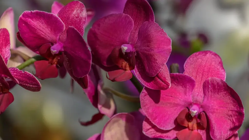 Namočte orchidey v tomto roztoku raz týždenne. Listy budú flexibilnejšie a čerstvejšie a na výhonkoch sa objavia nové púčiky.
