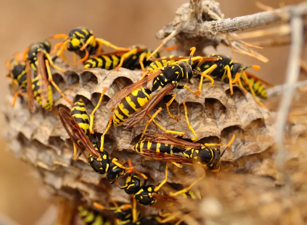 Krásne, ale zradné! Lilac môže priťahovať Hornets do vašej strechy