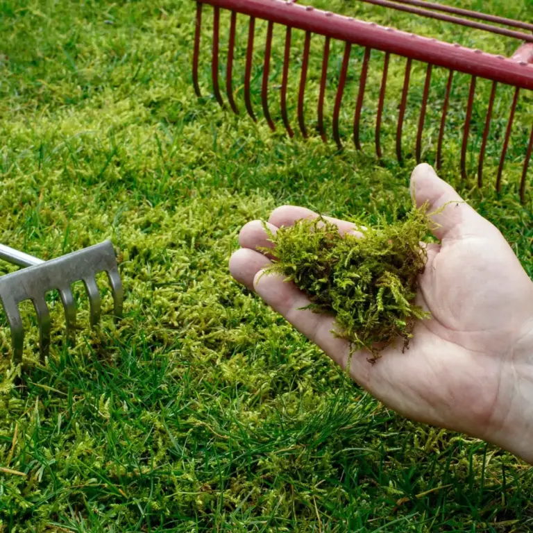 Koncom zimy sa Moss objaví na trávniku: Ako sa ho zbaviť?