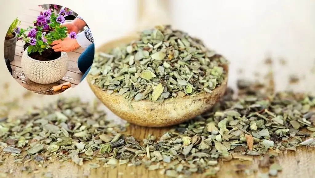 Oregano na rastlinách: Prečo sa odporúča trochu posypieť a čo slúži