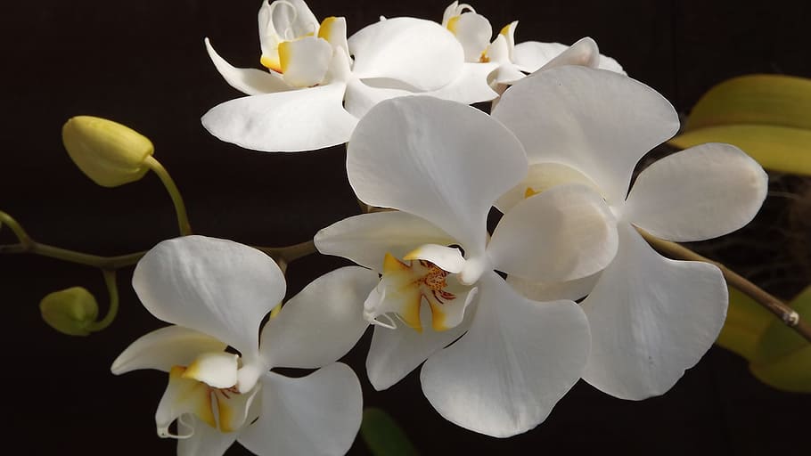 Táto kuchynská ingrediencia robí orchidey ešte krajšie - použite ju na získanie ďalších kvetov