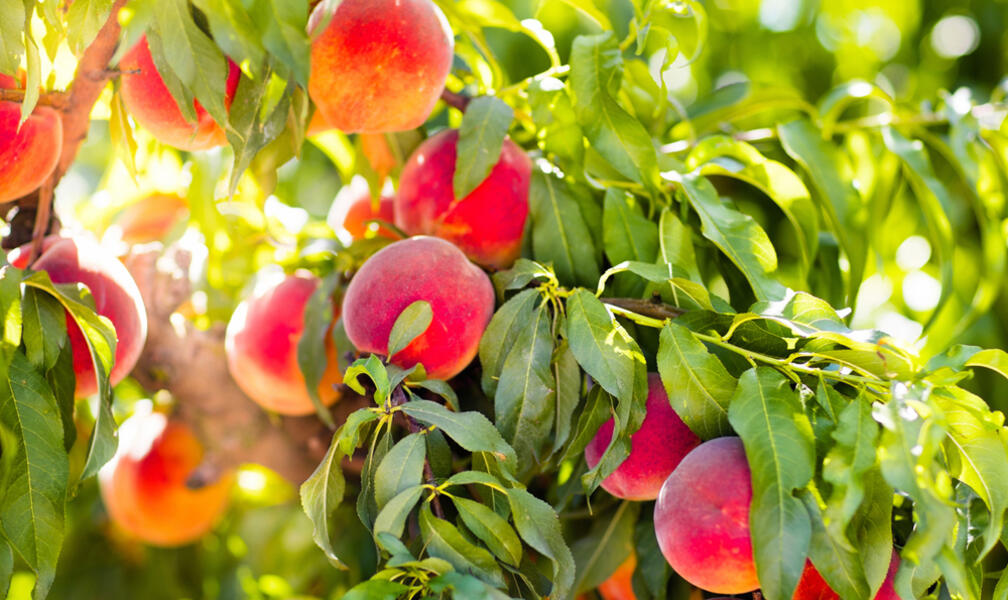 Cut Fruit Trees: 3 najväčšie chyby 