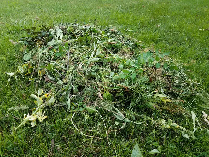 Nevyhadzujte burinu. Využite to týmto spôsobom a vychutnajte si krásnu záhradu.