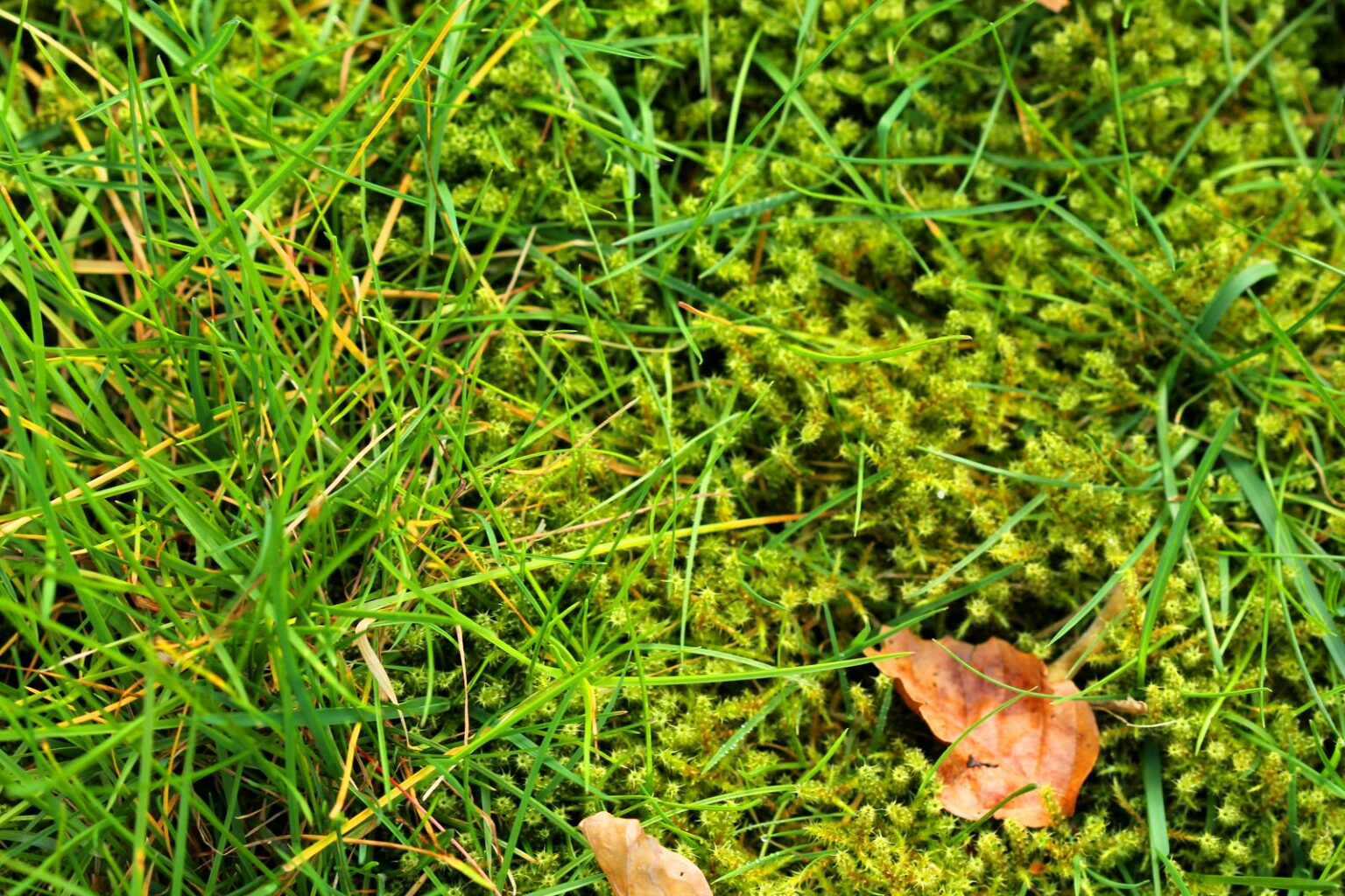 Koncom zimy sa Moss objaví na trávniku: Ako sa ho zbaviť?