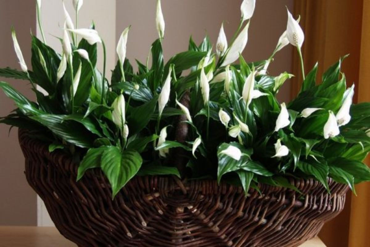 Stačí 1 čajová lyžička, aby spathiphyllum krásne zakvitlo. Vďaka tejto zložke bude kvetináč plný bielych kvetov. Domáce hnojivo pre spathiphyllum