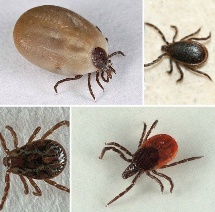 Tu sú tri najlepšie prostriedky proti kliešťom. Výber entomológa