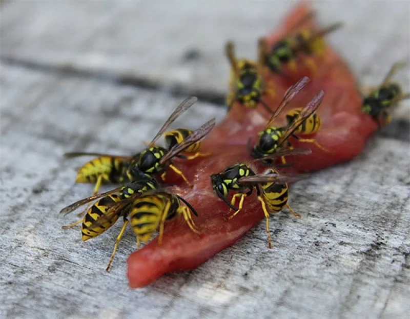 Takto ich priťahujete. Pôsobí ako magnet WASP.