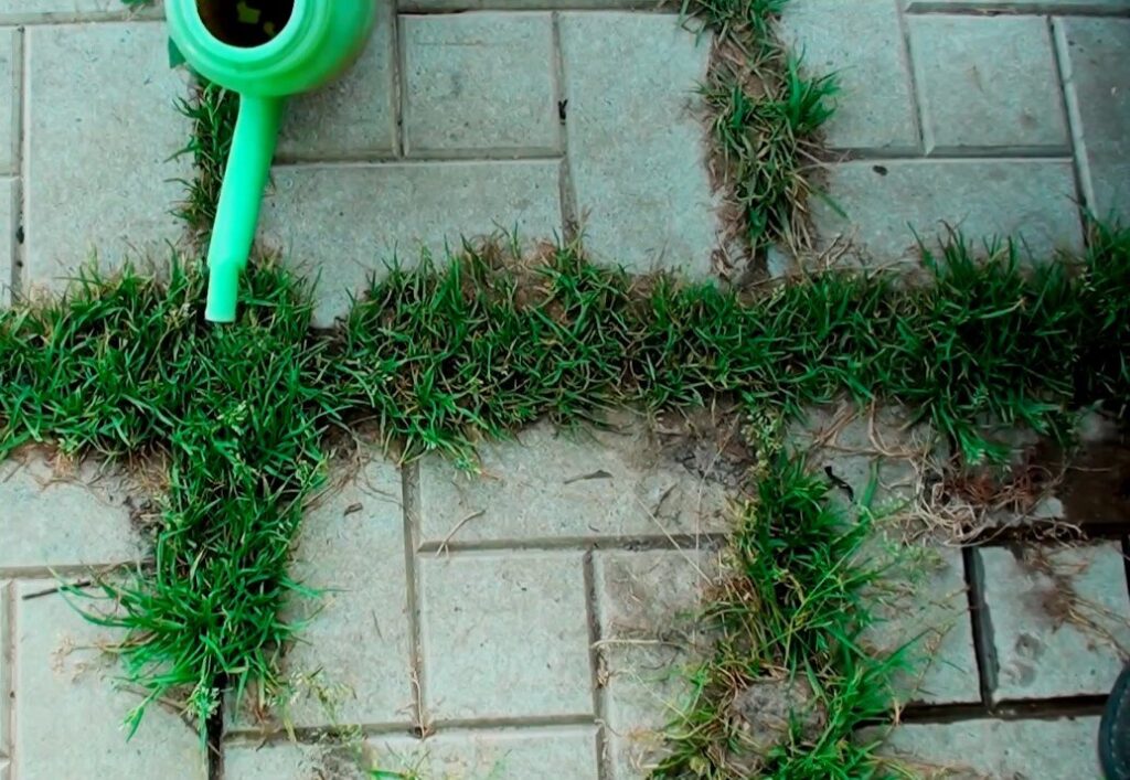 Tento prírodný produkt je účinný proti burinám na terase a chodníkoch