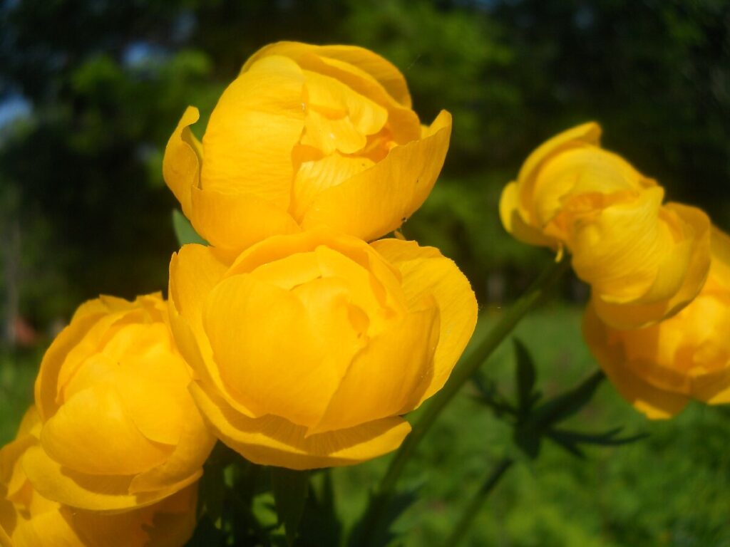 Blooms dvakrát ročne. Táto kvetina zakryje vašu záhradu miliónmi žltých guličiek.