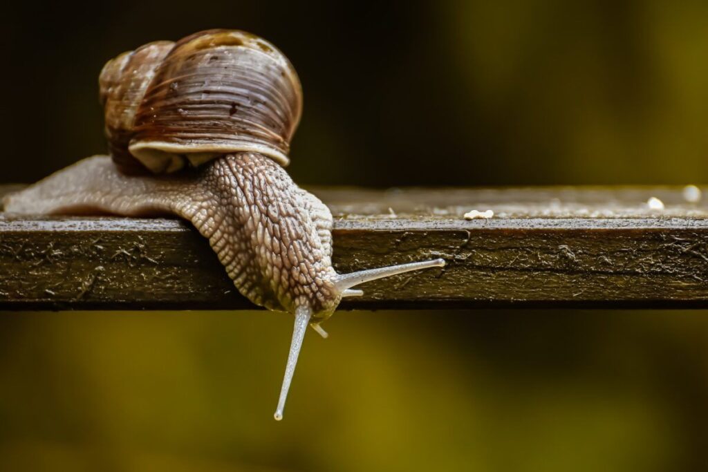 Jednoduchý spôsob, ako sa zbaviť slimákov a mravcov. Stačí jedno korenie, ktoré nájdete v kuchyni.