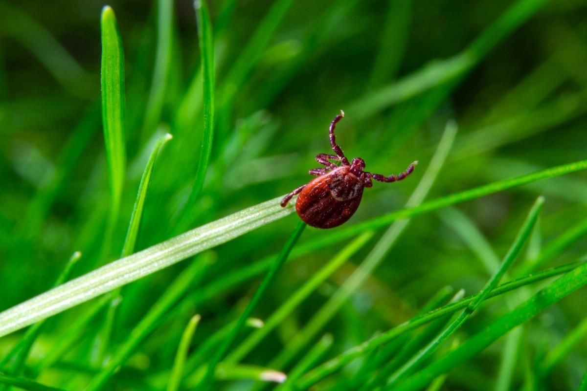 Žiadny ocot, žiadne insekticídy: toto je spoľahlivý spôsob, ako sa nadobro zbaviť roztočov vo vašej záhrade.
