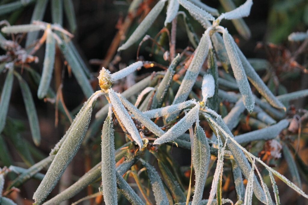 Rhododendron po zime tak -zavolané? Tu je návod, ako ho zachrániť 