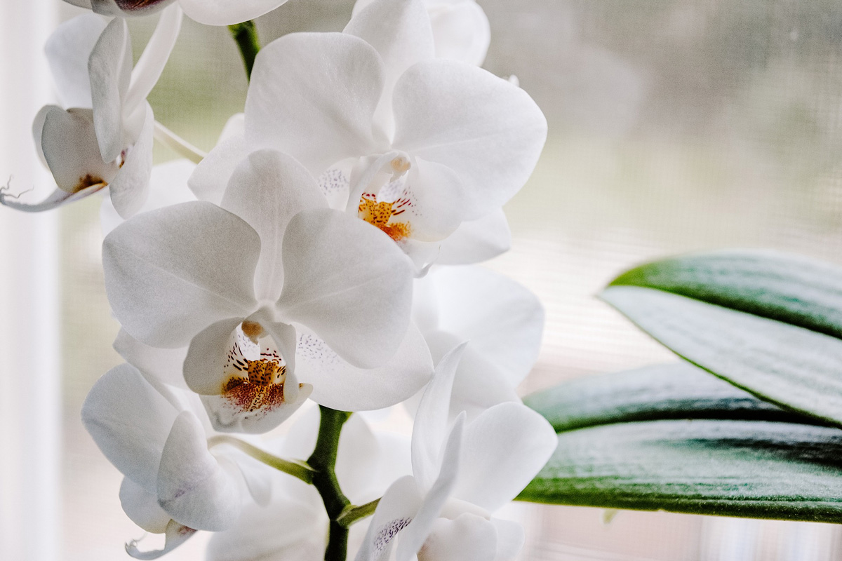 Nalejte pol čajovej lyžičky do kvetináča s orchideou a rastlina opäť zakvitne.