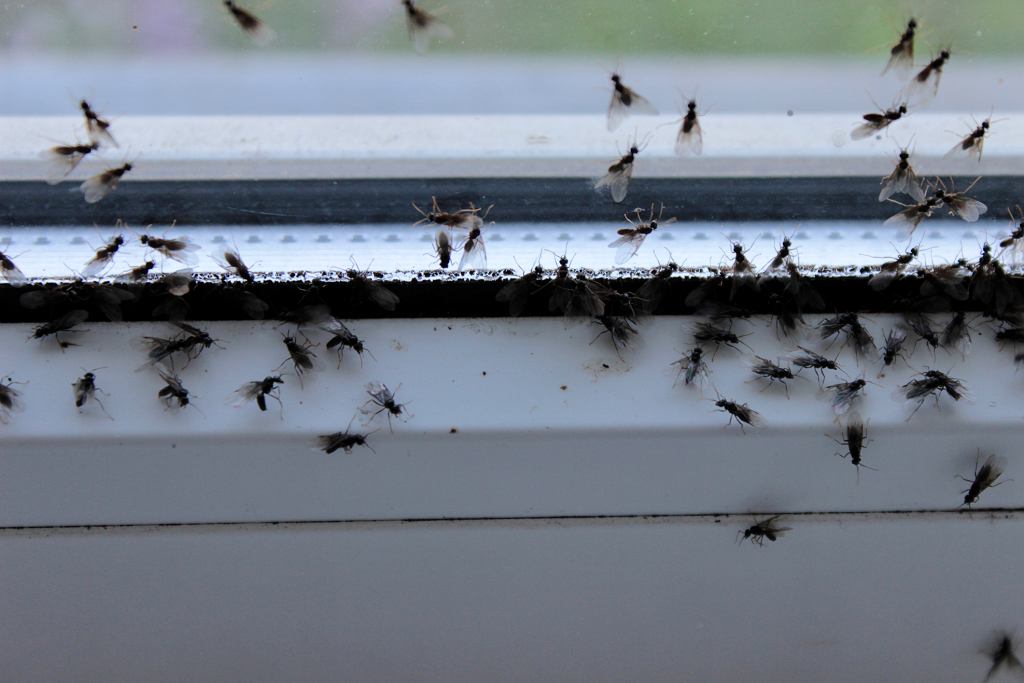 Zmiešajte tieto korenie a nastriekajte okná. Ich vôňa vedie muchy z vášho bytu.