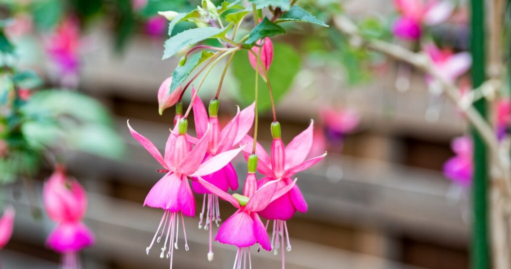 Je vaša fuchsia prekvitá? Zabaliť ho a bude v tejto oblasti najkrajší
