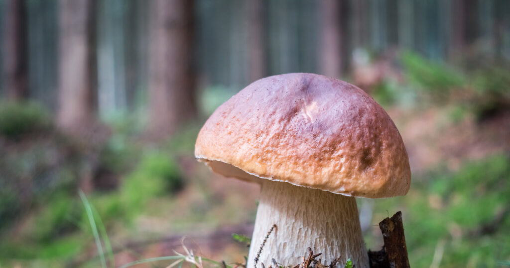Tu nájdete najviac Boletus. Ísť do lesa, venovať pozornosť stromom