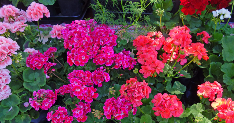 V júni potrebuje Geranium toto hnojivo. Voda pravidelne a utopte v kvetoch