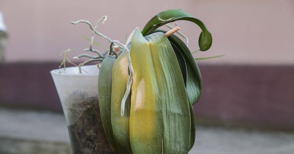 Orchidea je v očiach chudobná? Nečakajte, nalejte ho do hrnca, aby ste ho zachránili