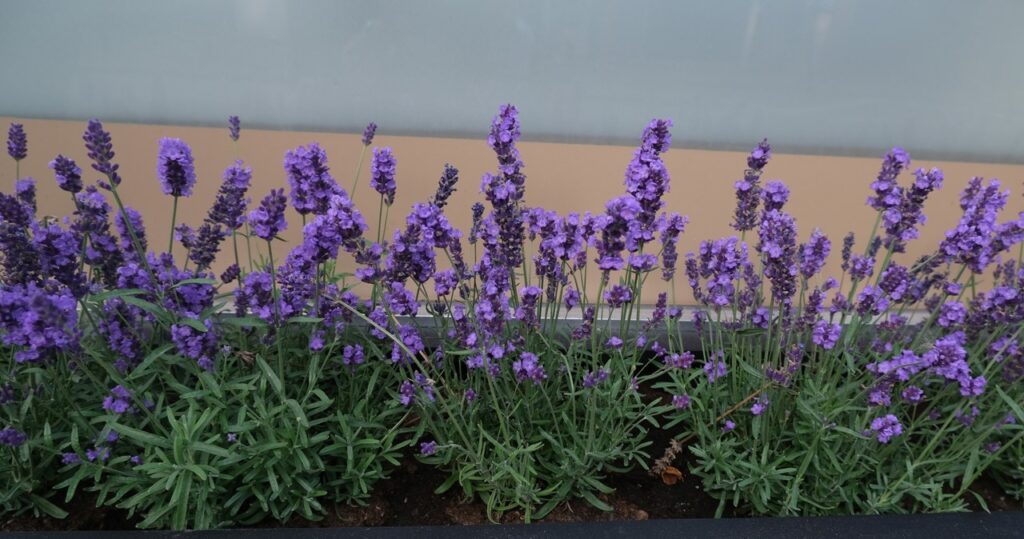 Nezabudnite to urobiť s Lavenderom v júli. Inak to nekvitne