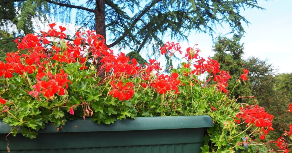 Geraniums nechcú kvitnúť? Len niekoľko kvapiek špecifiká z lekárne