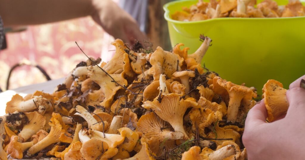 Môžete zmraziť Chanterelles. Ale pamätajte, že sa rozpadnú inak
