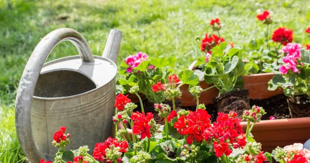 Babička varí večeru a potom vody s týmto geranium. Má záhradu plnú kvetov